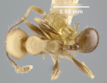 Media type: image;   Entomology 20762 Aspect: habitus dorsal view